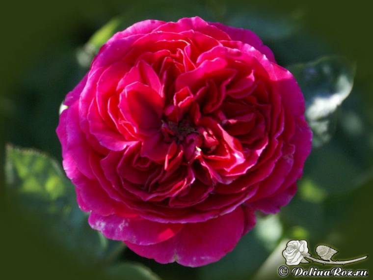 О сортах розы рококо (lemon, lovely, magic, playful): описание и характеристики