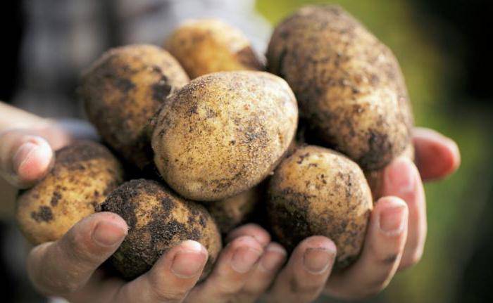 Сорт елизавета картофель. описание, происхождение и развитие