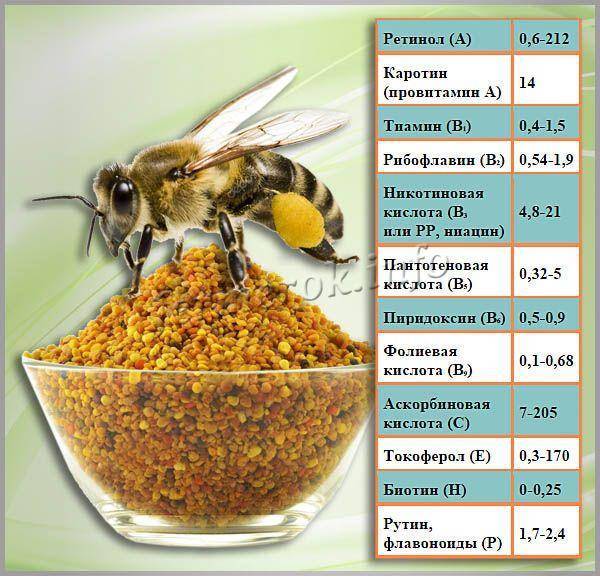 Пчелиная пыльца: польза и вред для здоровья