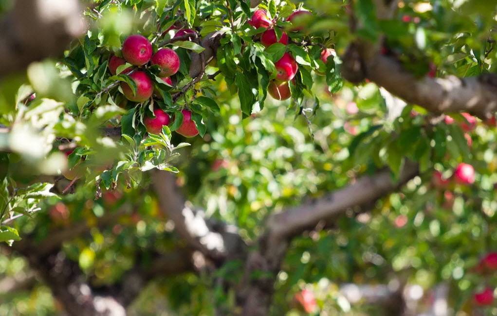 Инструкция по посадке растений под яблоней
