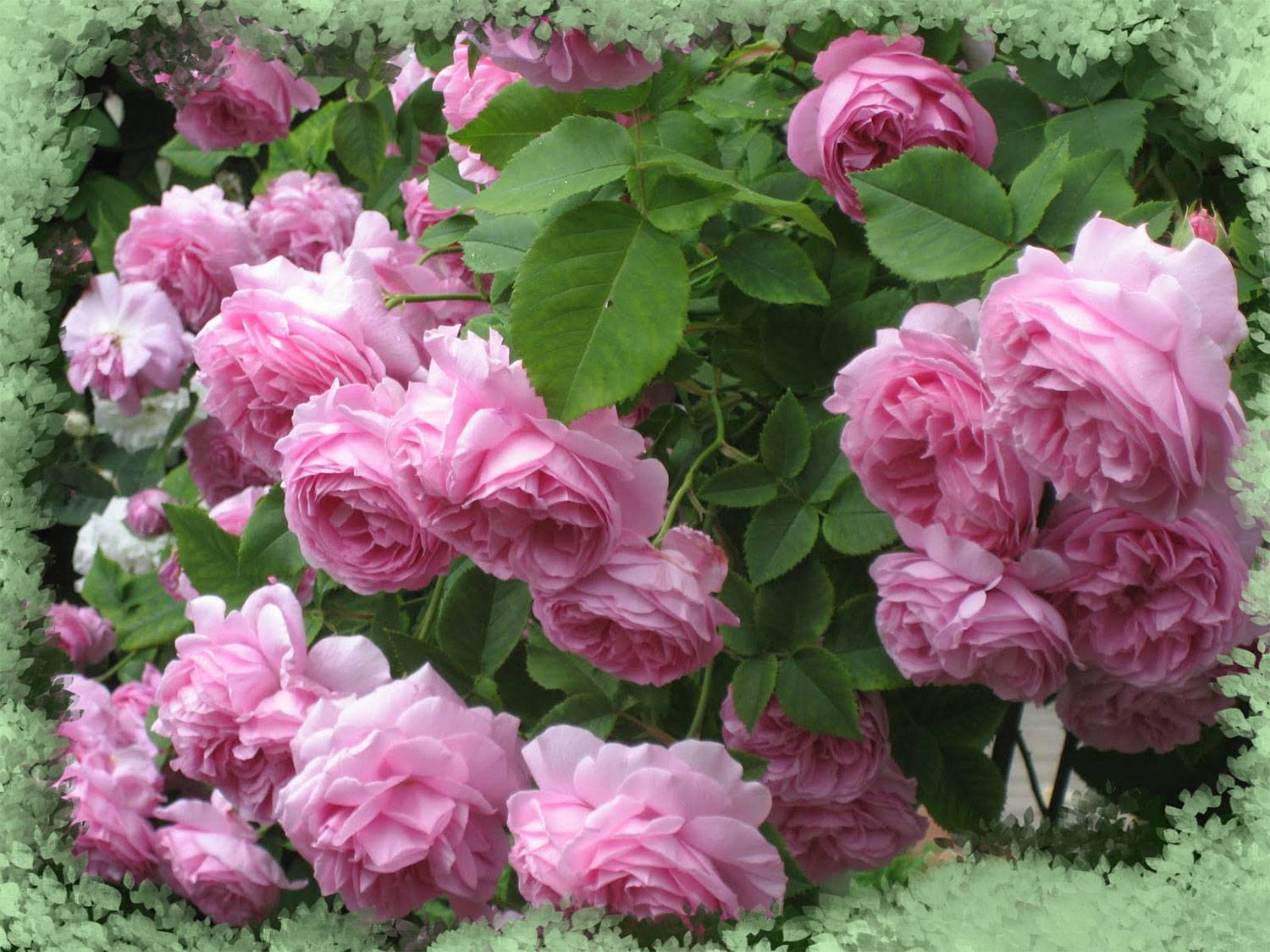 Цветы розы с описанием, названием сортов и фото: садовые и парковые новые сорта