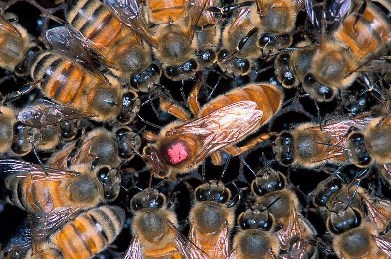 О пчелиной матке: как выглядит королева пчел, сколько живет, вывод маток