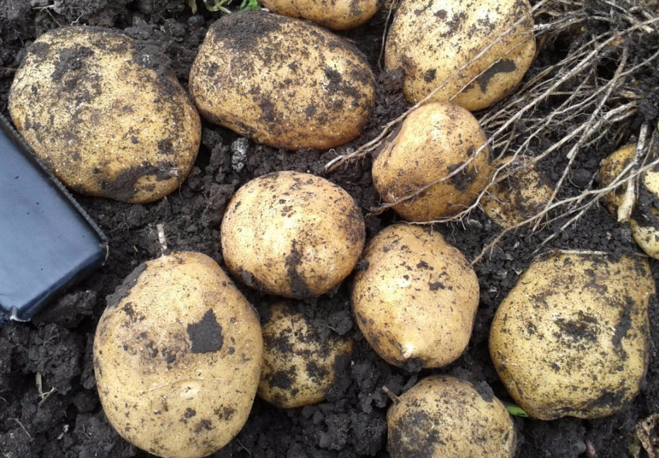 Сорта картофеля голландско-ирландской семеноводческой компании ipm potato