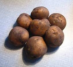 Сорт картофеля аврора: характеристика