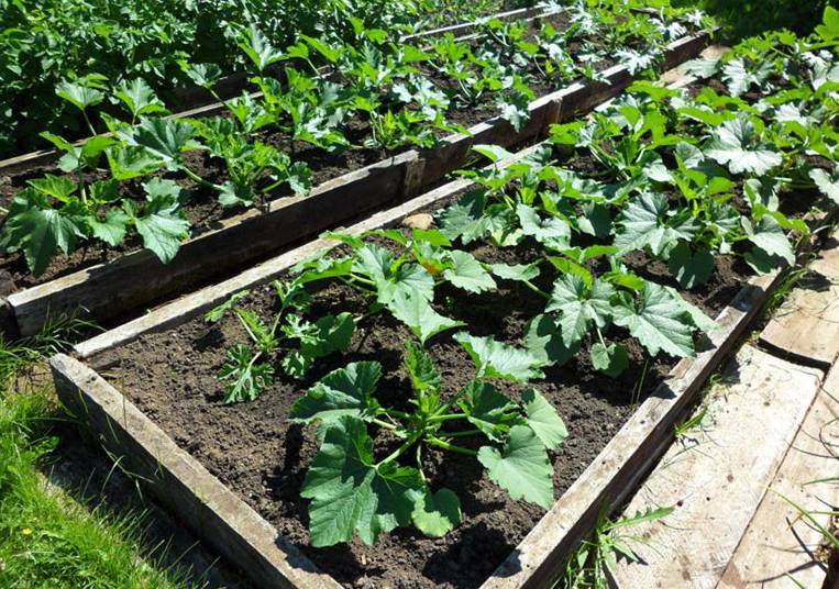 Выращивание кабачков в открытом грунте - подробная информация и агротехнология!