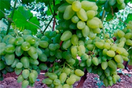 Виноград бажена: особенности сорта, выращивания и правильный уход для хорошего урожая