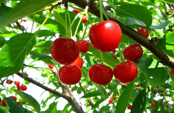 Основные особенности выращивания вишни из косточки
