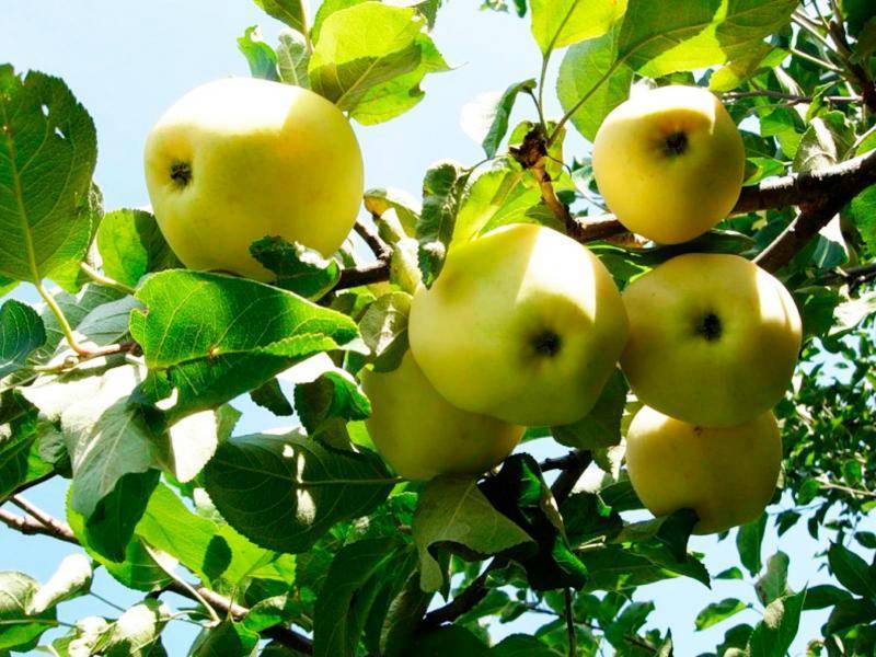 Яблоня "павлуша": внешний вид, урожайность, особенности посадки и ухода