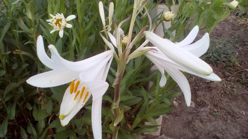 Белая лилия (кандидум) – посадка и уход. описание и фотографии