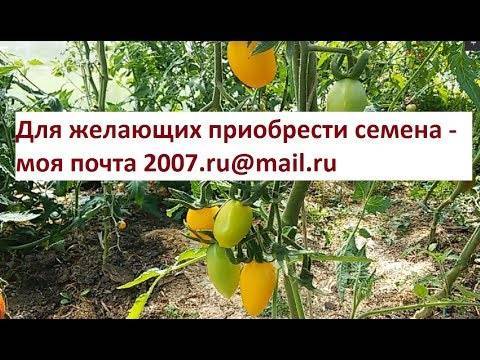 Способный расти в горшках на балконе — сорт томата «комнатный сюрприз»: описание и особенности выращивания