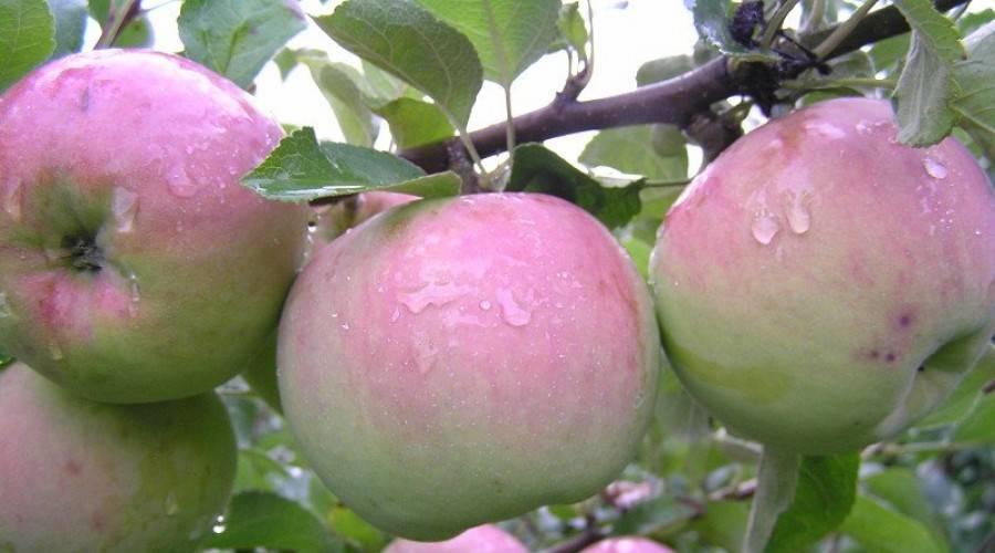 Плодовый сад и питомник - описания и фото сортов яблони