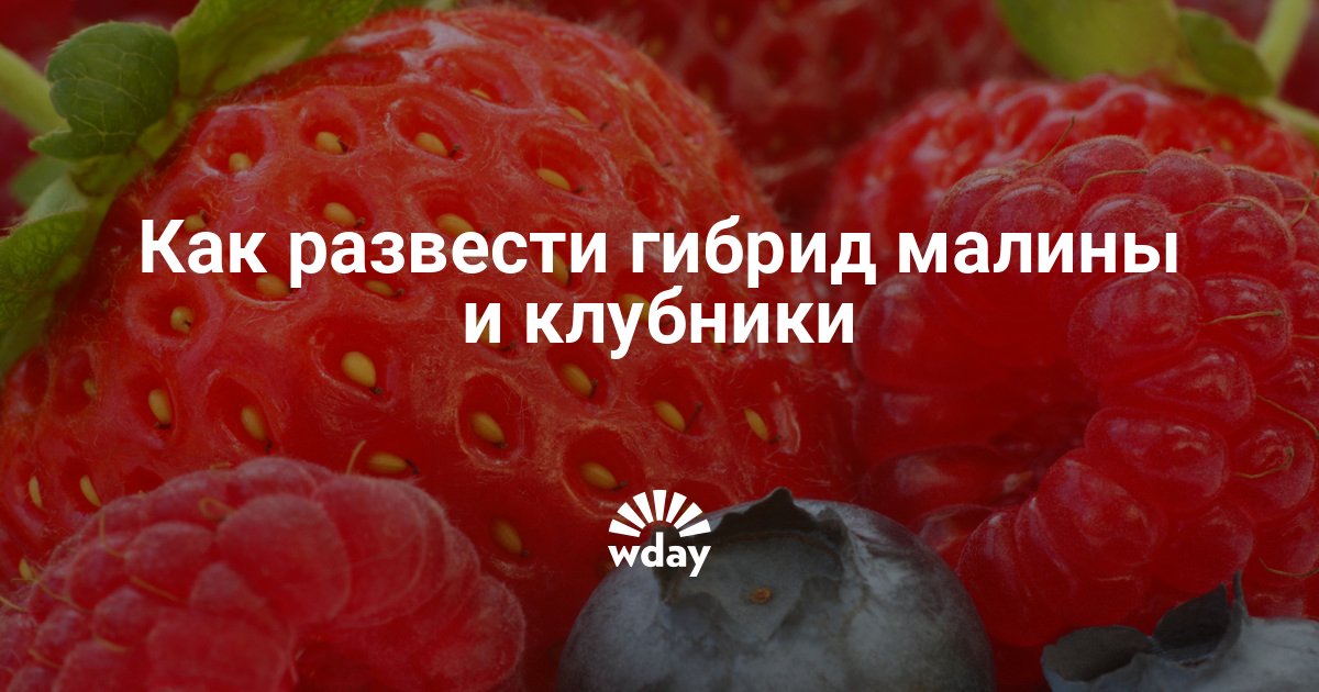 Домашняя чудо ягодница: правда или "на лоха". реальные отзывы и мнение специалиста
