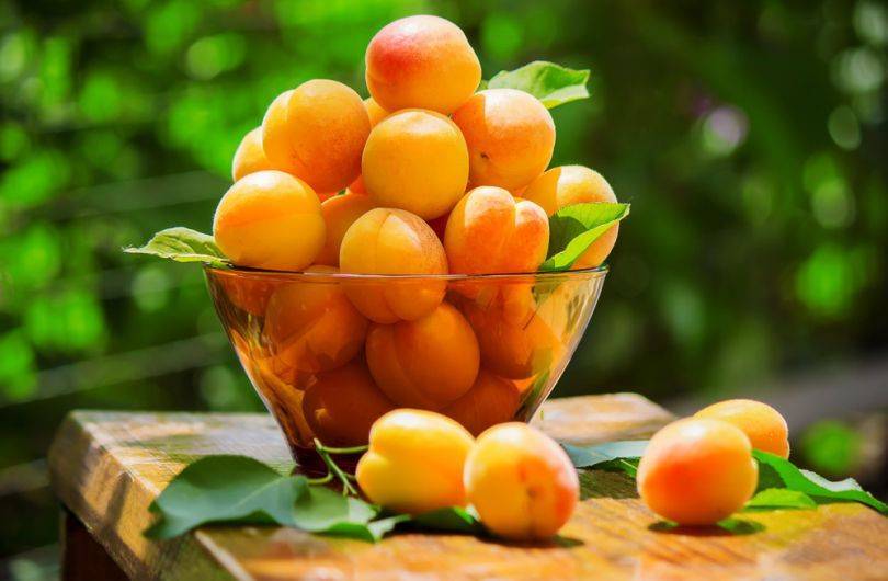 Особенности выращивания абрикоса полесский крупноплодный и ухода за ним