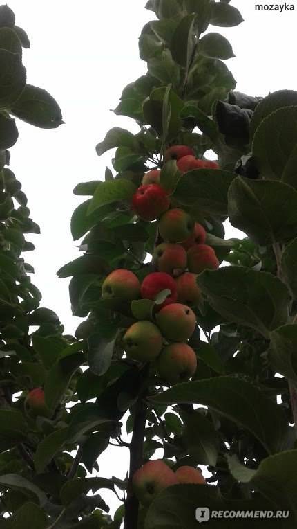 Об одном секрете садоводов-опытников в агротехнике яблони