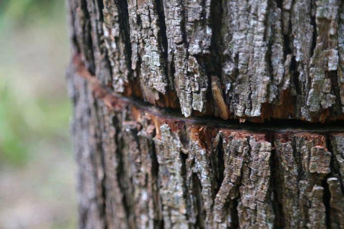 Как сделать, чтобы дерево быстро засохло: самые эффективные и безопасные способы