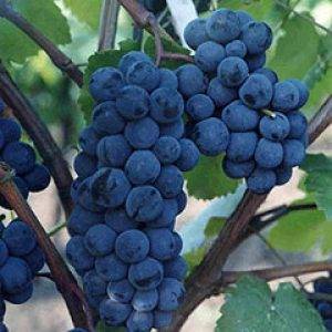 Описание сорта винограда Зилга, характеристики, преимущества и недостатки