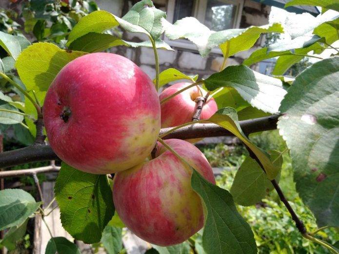 О яблоне Услада: описание сорта, характеристики, агротехника, как выращивать