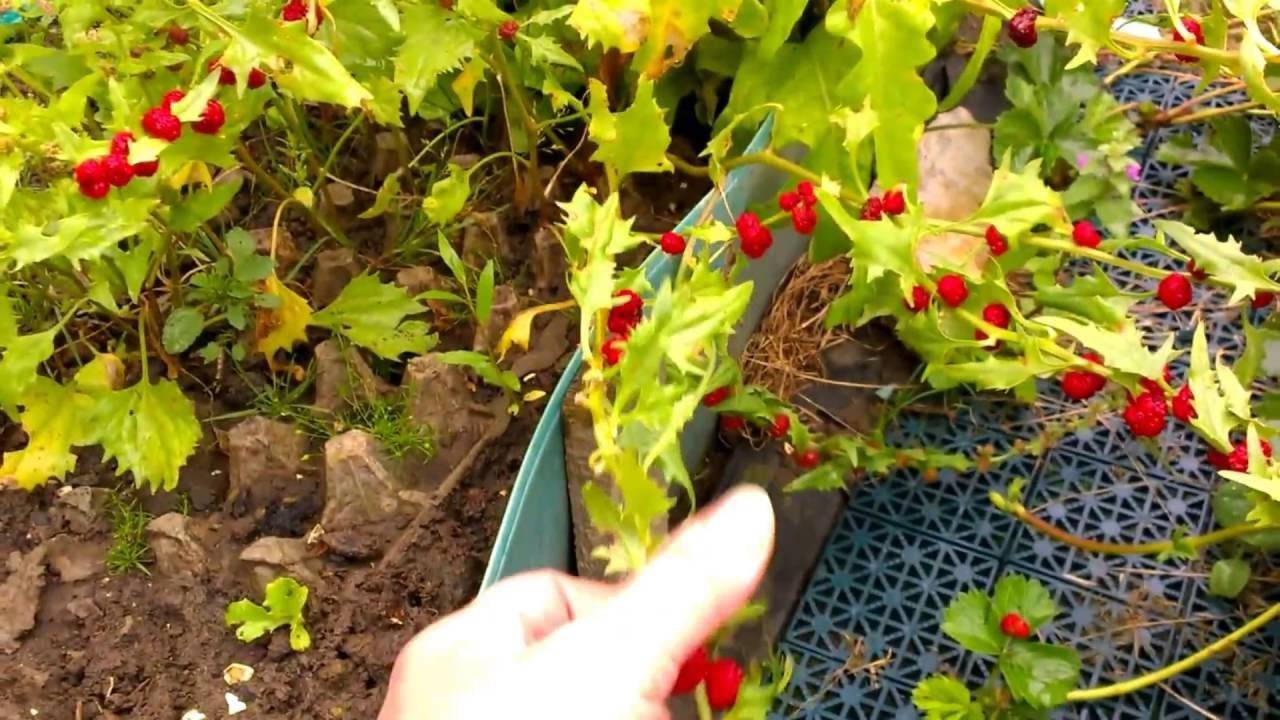Земляничный шпинат выращивание