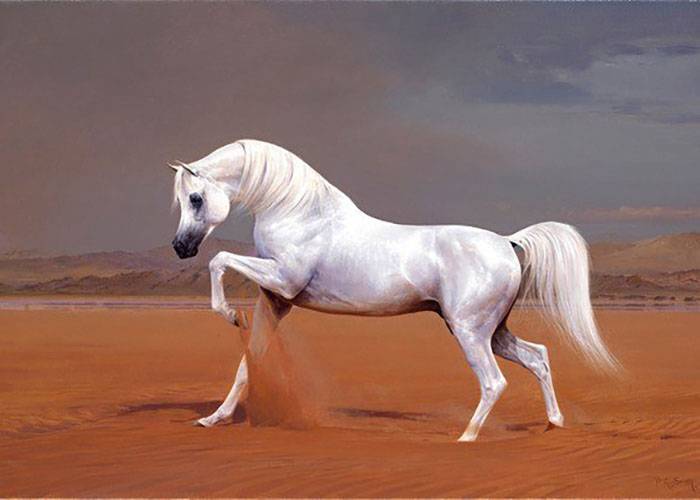 Арабская чистокровная лошадь — википедия переиздание // wiki 2