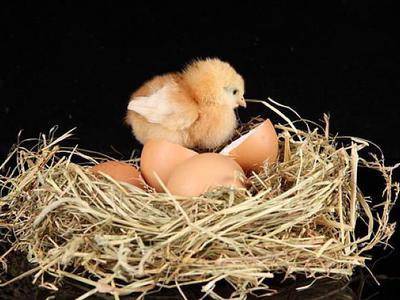 Курица-наседка: признаки материнского инстинкта и как его разбудить