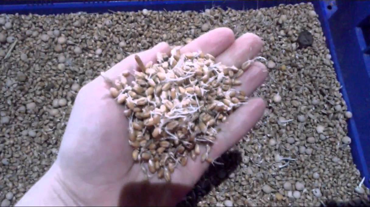 Как прорастить пшеницу для кур-несушек
