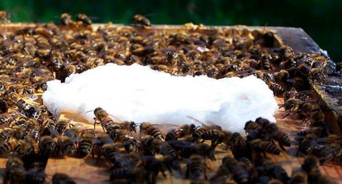 Как правильно подкармливать пчёл зимой?