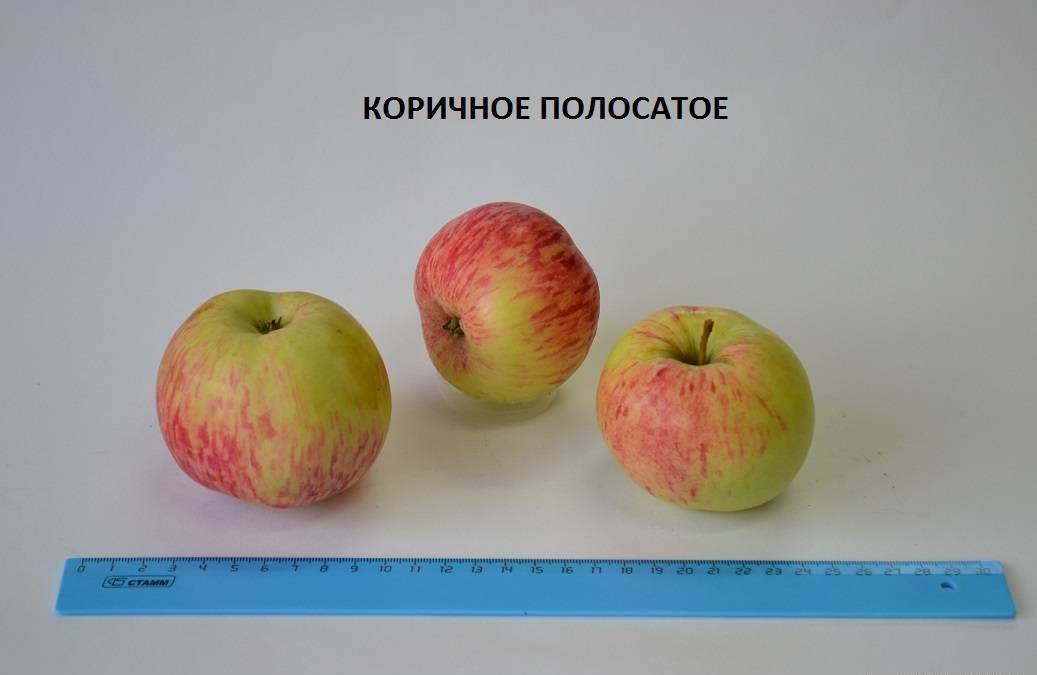 О яблоне коричной полосатой: описание и характеристики сорта, посадка и уход