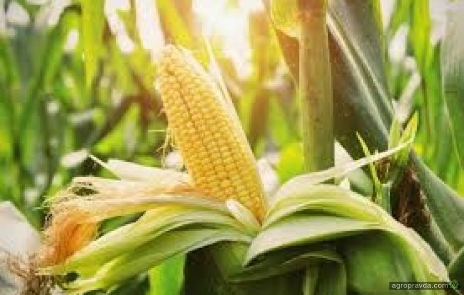 Гербициды для кукурузы – какие лучше использовать, отзывы