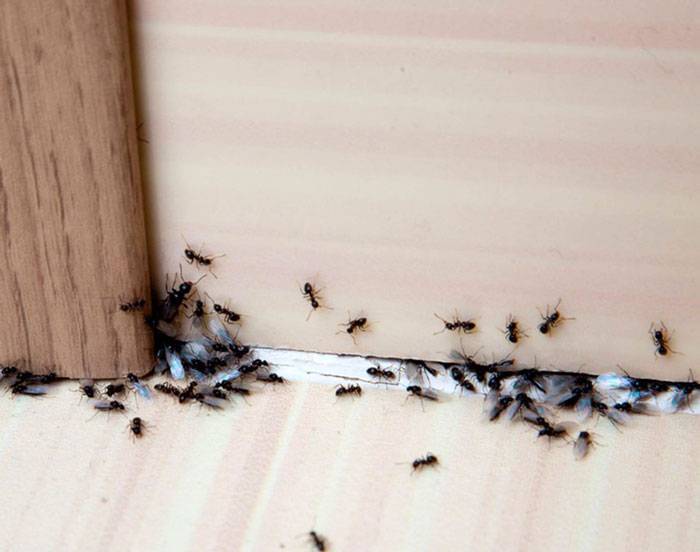 30 лучших способов для борьбы с муравьями в саду и огороде