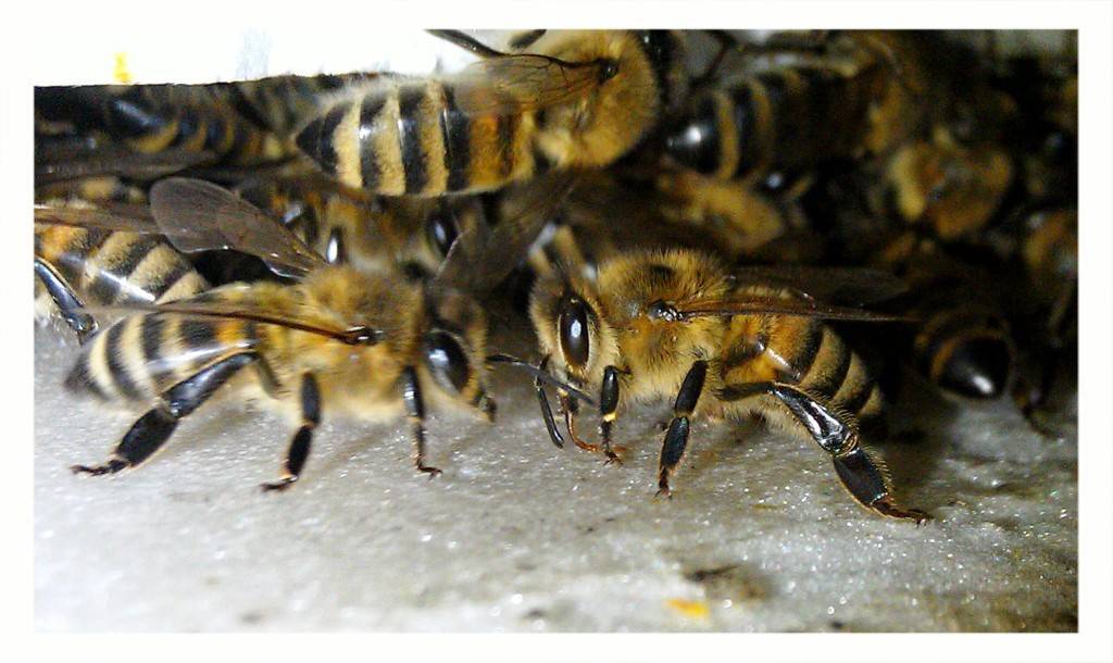 Правила подкормки пчел осенью