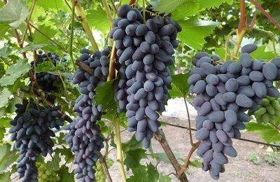 Виноград памяти негруля: описание сорта