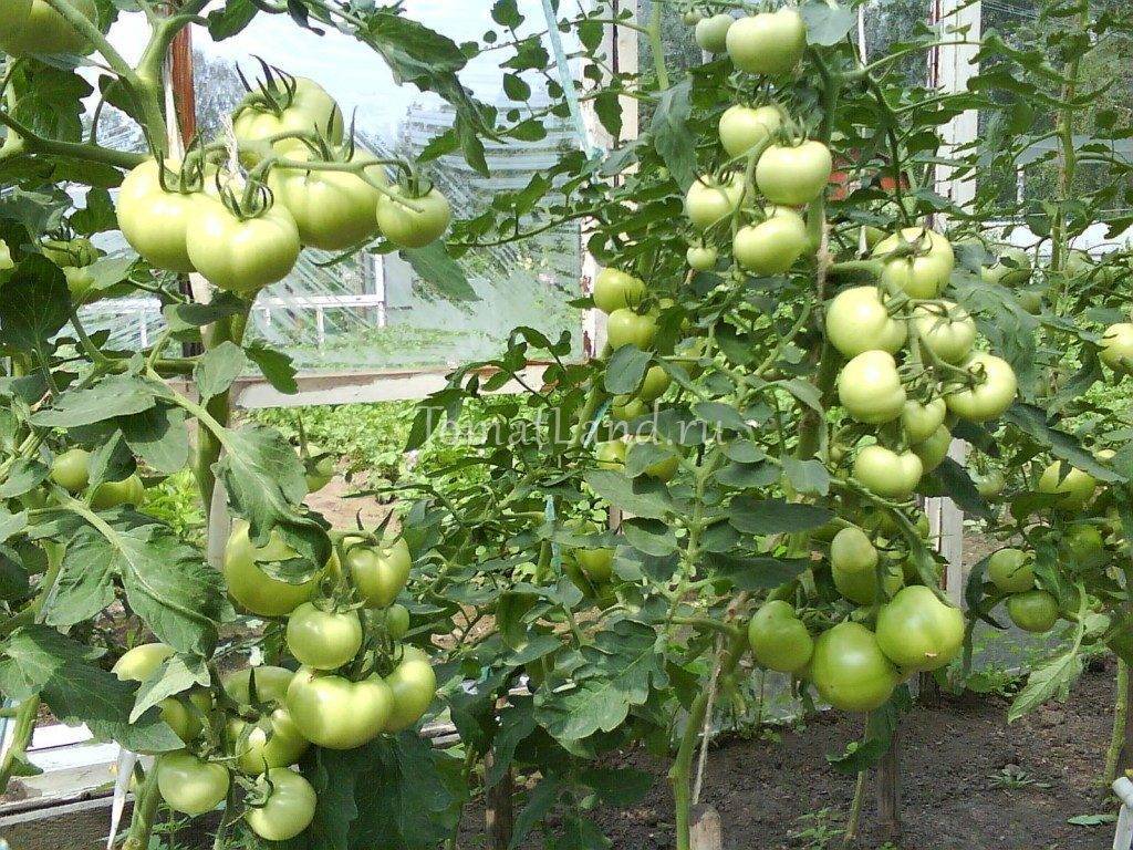 Катя: описание сорта томата, характеристики помидоров, выращивание