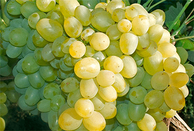 Виноград супер экстра: описание сорта, фото, отзывы, видео