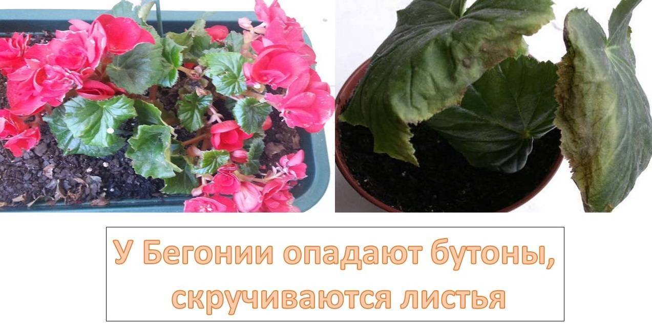 Почему бегония не цветет – описание основных причин и способов решения проблемы
