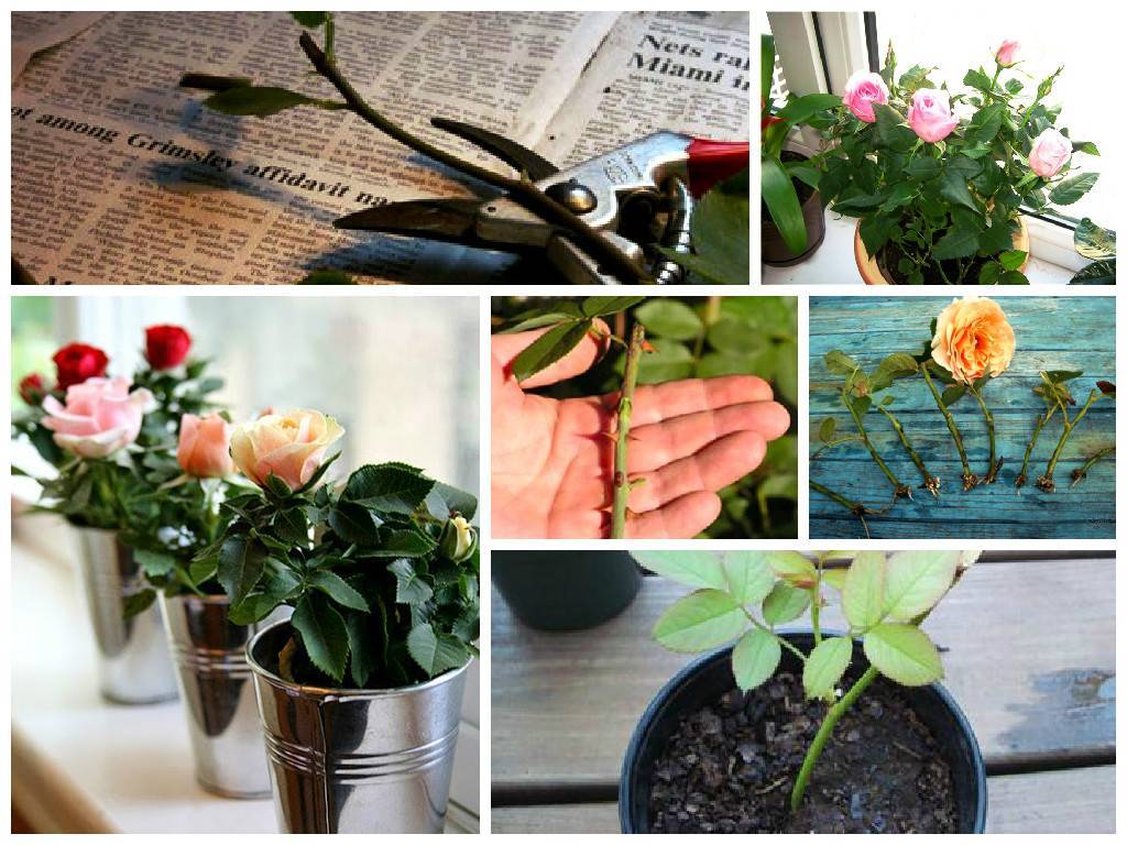 Розы с черенков: особенности выращивания и уход