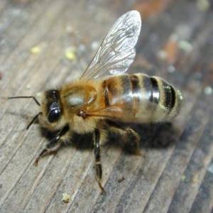 Как размножаются пчелы