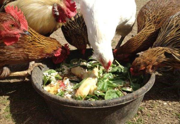 Чем и как правильно кормить кур в домашних условиях