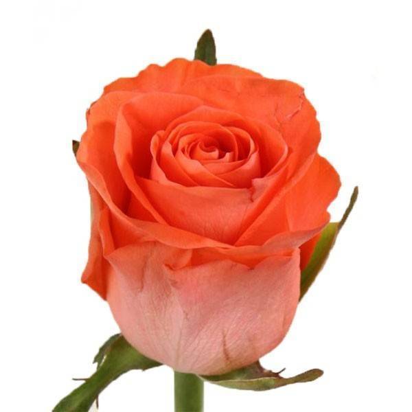 О розе Wow: описание и характеристики, уход и выращивание чайно гибридной розы