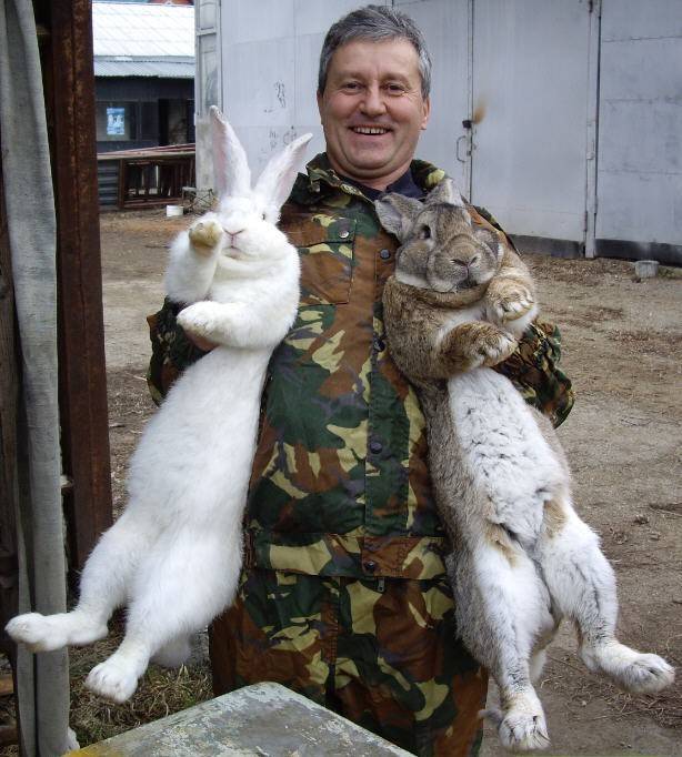 Калифорнийский кролик: описание породы, фото, содержание, уход и отзывы
