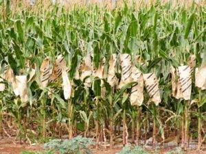 Кукуруза: выращивание из семян, фото, посадка и уход в открытом грунте, виды и сорта