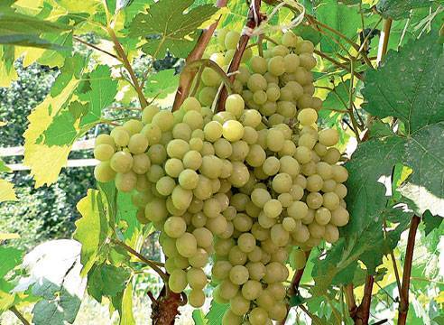 Сорт винограда Краса Севера (Ольга): особенности, преимущества и недостатки
