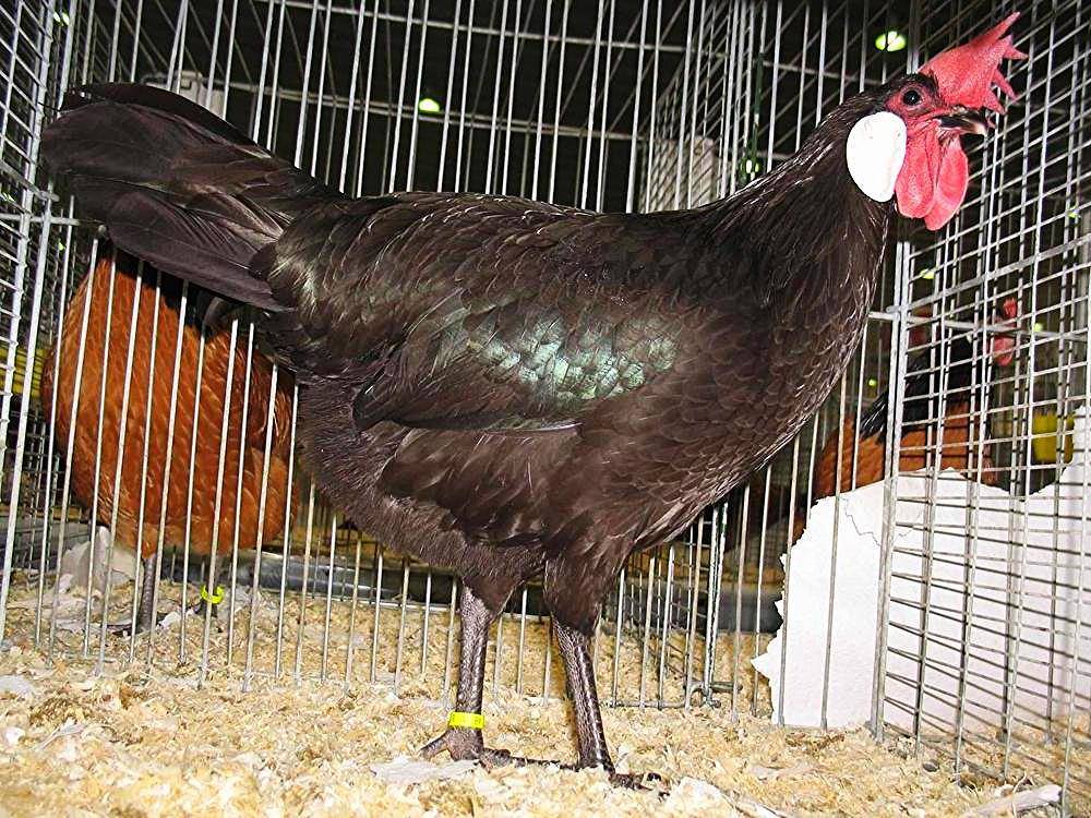 Минорка – описание и характеристика яичной породы кур
