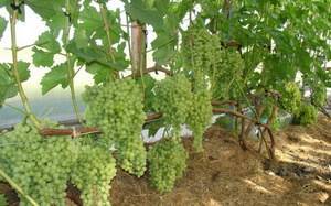 Посадка винограда весной саженцами: пошаговые инструкции