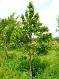 Черешня дерево плоды