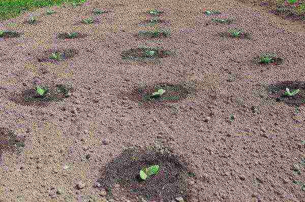 Выращивание арбузов в открытом грунте: пошаговая инструкция
