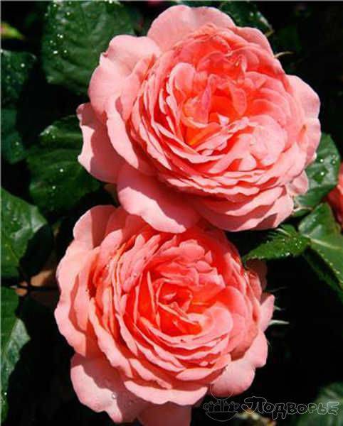 Роза амалия энциклопедия роз. роза амалия