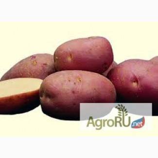 О картофеле Лаура: описание семенного сорта, характеристики, агротехника