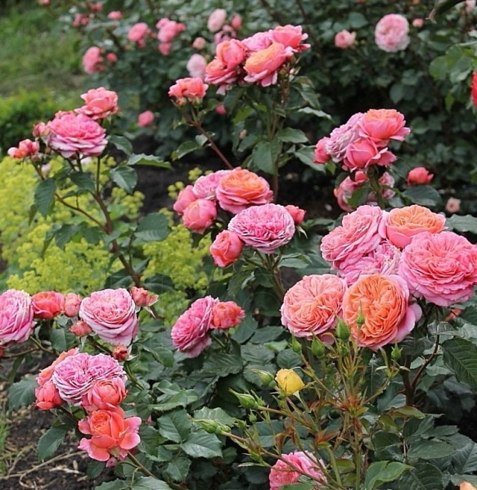 О розе мэри роуз (mary rise): описание и характеристики парковой розы