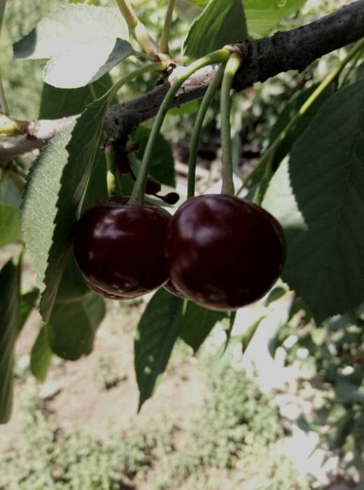 Характеристика и описание вишни «чернокорка»