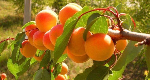 Особенности и характеристика сорта абрикоса краснощёкий